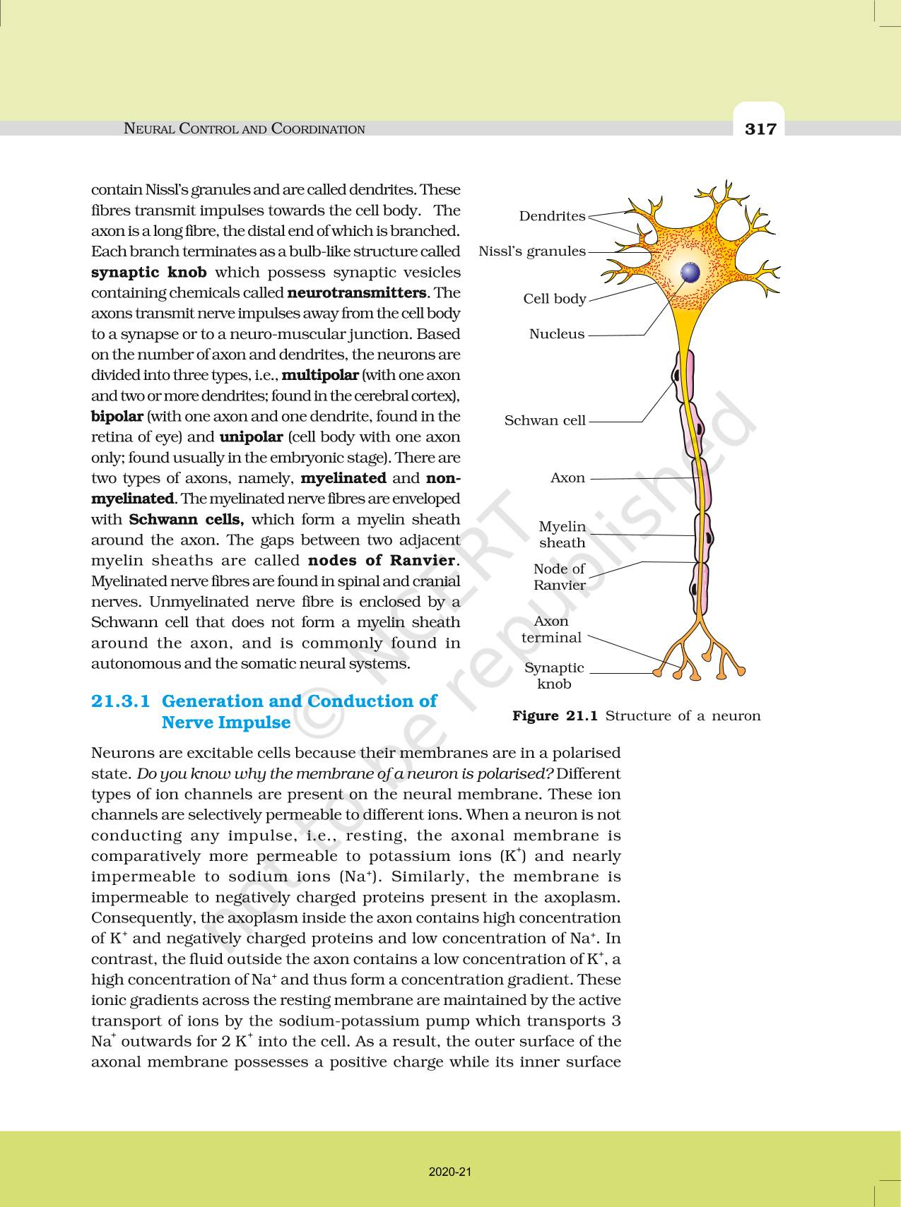 Neural Control And Coordination NCERT Book Of Class 11 Biology